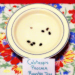 Calotropis procera seeds submerged in water for seed starting indoors