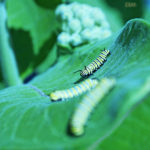 Monarch caterpillars need more milkweed to survive
