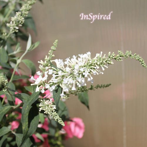 White 'InSpired' butterfly bush for your monarch butterfly garden