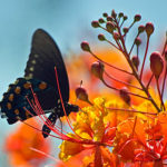 Pipevine Swallowtail on Azalea Flower