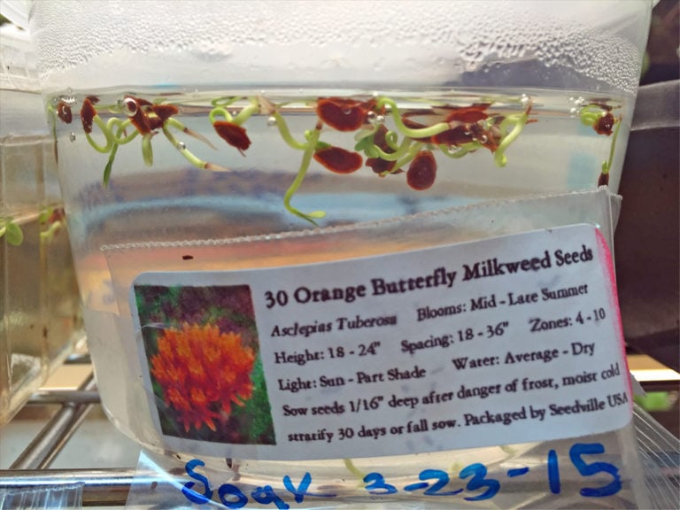 How To Cold Stratify Seeds Cold Moist Stratification, Dry, No