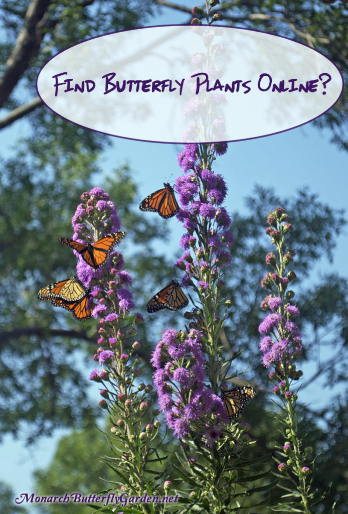 9 Helpful Tips For Where To Buy Milkweed Plants Online?