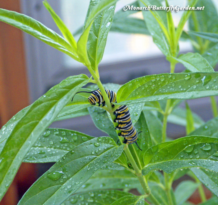How to Raise Monarch Butterflies Indoors 21 Survival Tips