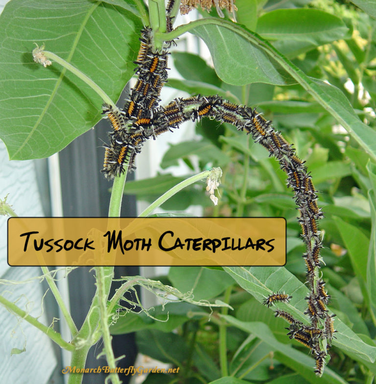 Stop Milkweed Pests From Ruining Milkweed For Monarchs