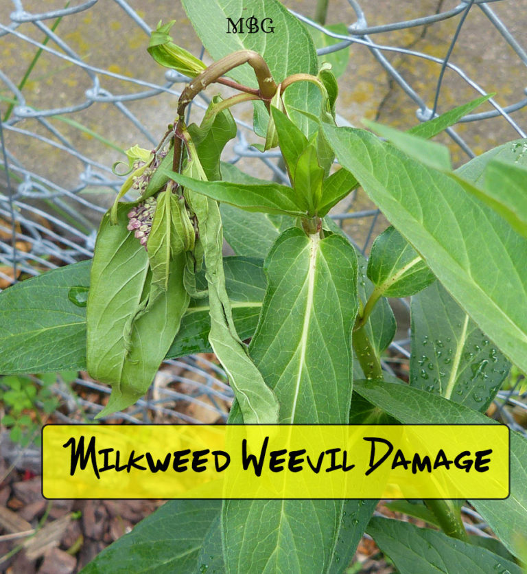 Stop Milkweed Pests From Ruining Milkweed For Monarchs