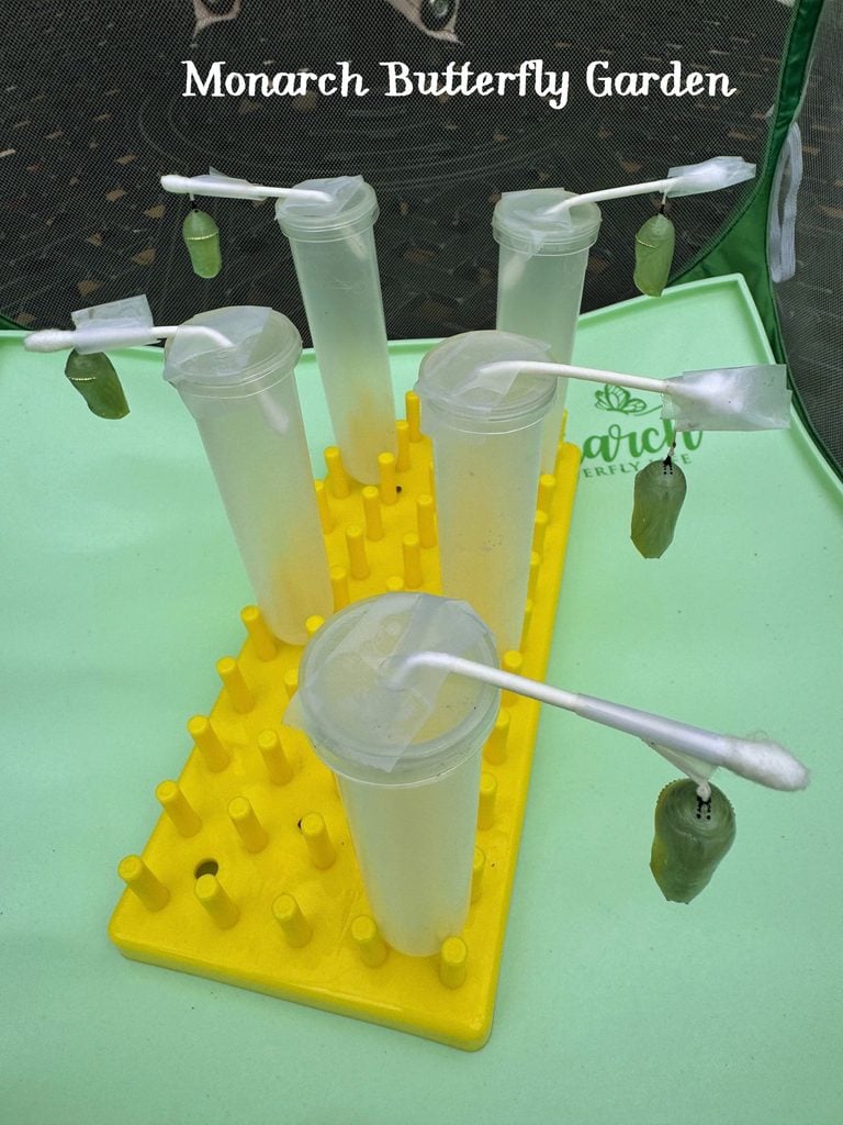 rehang monarch chrysalises using floral tubes, rack and tape provides the perfect hanging height for monarchs to hang their wings without fear of injury from falling