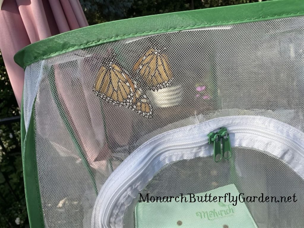 our final two butterflies for raise the migration in 2026 were released on October 7th...bon voyage butterfly beauties! 