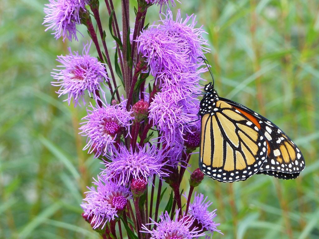 The fall planting quickstart guide for monarchs includes a list of fall planting ideas like Liatris